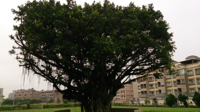 大榕樹